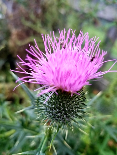 Foto close-up de uma flor de cardo roxo