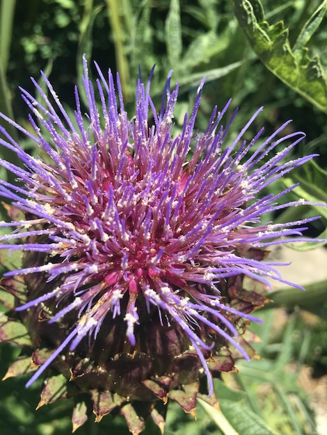 Foto close-up de uma flor de cardo