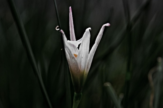 Foto close-up de uma flor de crocus branca