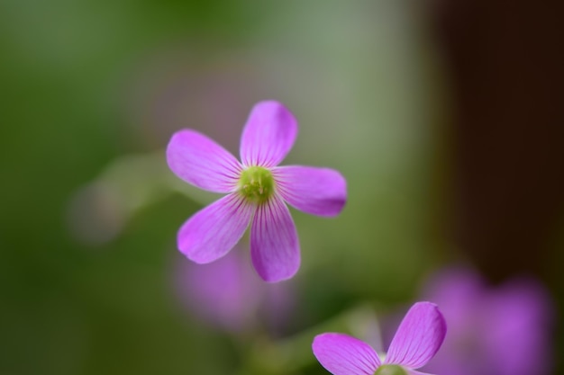 Foto close-up de uma flor de crocus roxo