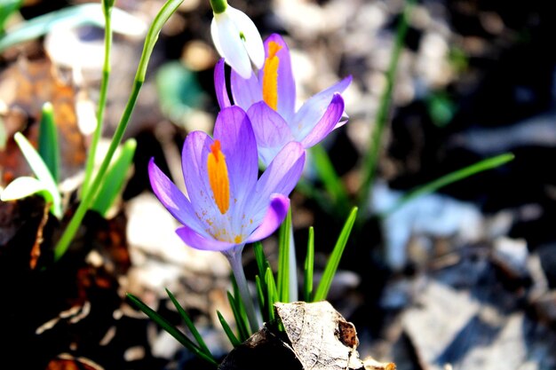 Close-up de uma flor de crocus roxo