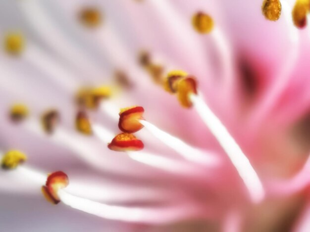 Close-up de uma flor de crocus roxo