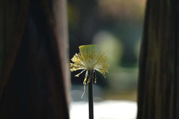 Foto close-up de uma flor de dente-de-leão branca