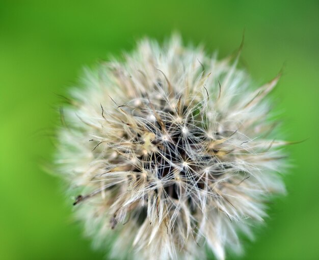 Foto close-up de uma flor de dente-de-leão murcha