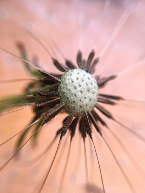 Foto close-up de uma flor de dente-de-leão