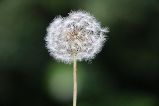 Close-up de uma flor de dente-de-leão