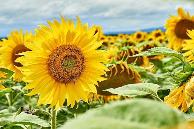 Close-up de uma flor de girassol em um campo agrícola. Campo de girassol