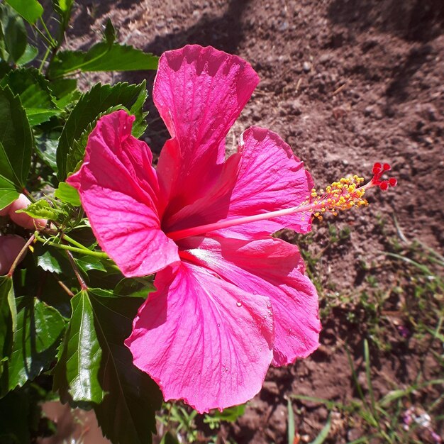 Foto close-up de uma flor de hibisco rosa