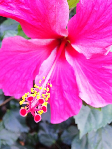 Foto close-up de uma flor de hibisco rosa