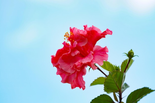 Close-up de uma flor de hibisco rosa