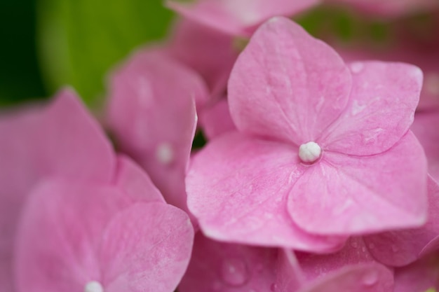 Foto close-up de uma flor de hortênsia rosa molhada