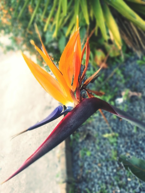 Close-up de uma flor de laranja
