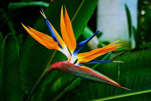 Foto close-up de uma flor de laranja