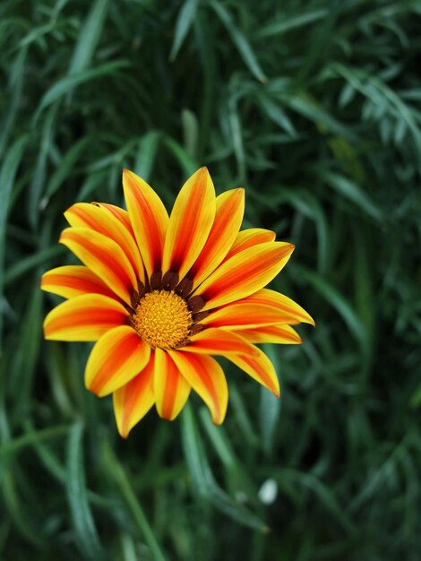 Foto close-up de uma flor de laranja