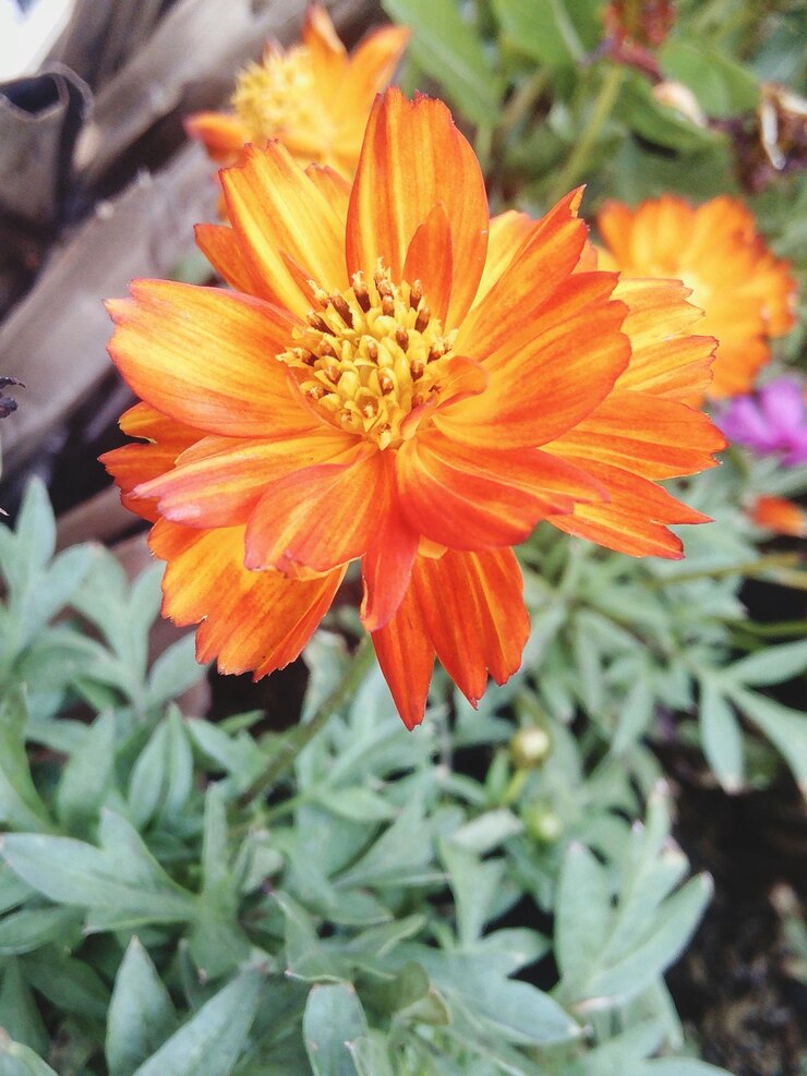 Foto close-up de uma flor de laranja