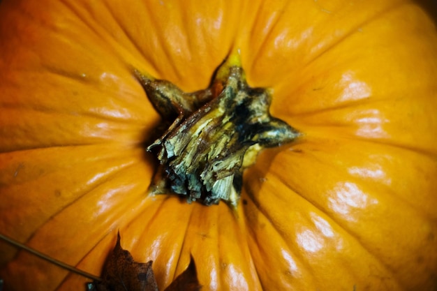 Close-up de uma flor de laranja