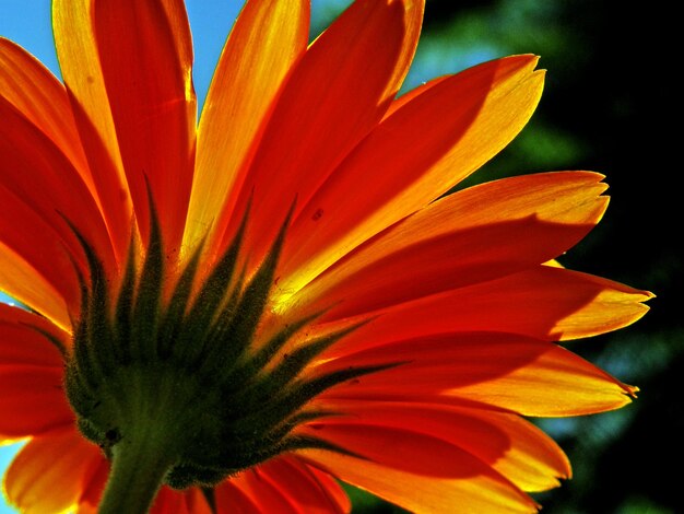 Foto close-up de uma flor de laranja