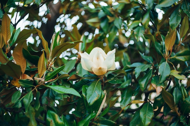 Close-up de uma flor de magnólia nas folhas de um arbusto durante a floração.