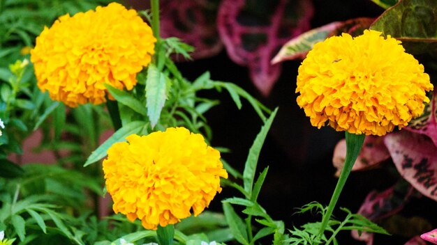 Foto close-up de uma flor de margarida amarela
