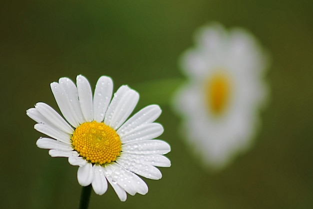 Close-up de uma flor de margarida branca fresca