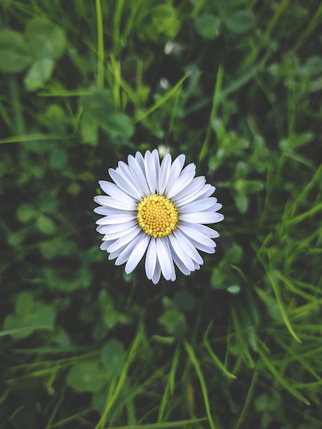 Foto close-up de uma flor de margarida branca