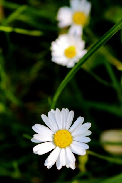 Foto close-up de uma flor de margarida branca