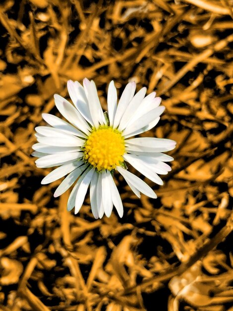 Foto close-up de uma flor de margarida branca