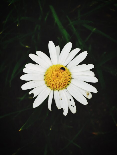 Close-up de uma flor de margarida branca