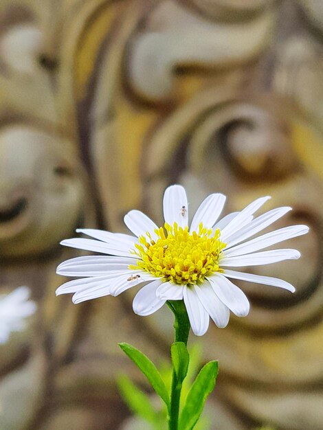 Foto close-up de uma flor de margarida branca