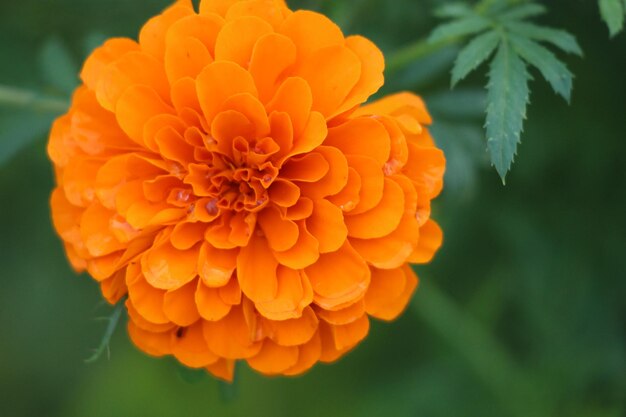 Foto close-up de uma flor de margarida laranja