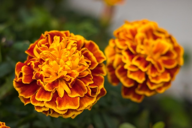 Foto close-up de uma flor de margarida laranja