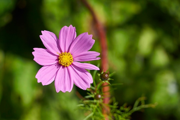 Close-up de uma flor de margarida roxa