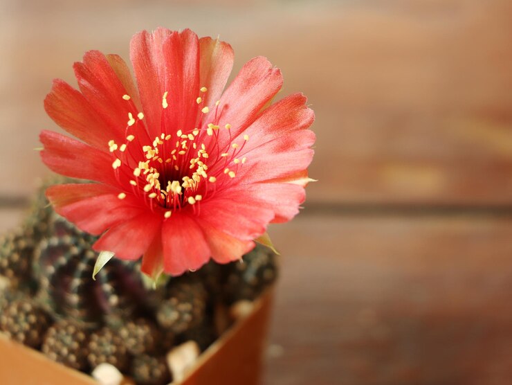 Foto close-up de uma flor de margarida vermelha