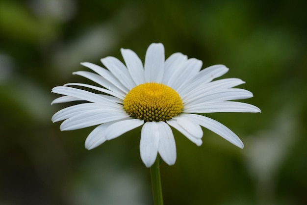 Close-up de uma flor de margarida