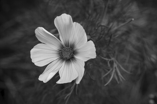 Foto close-up de uma flor de margarida