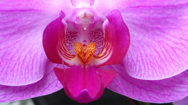 Close-up de uma flor de orquídea rosa