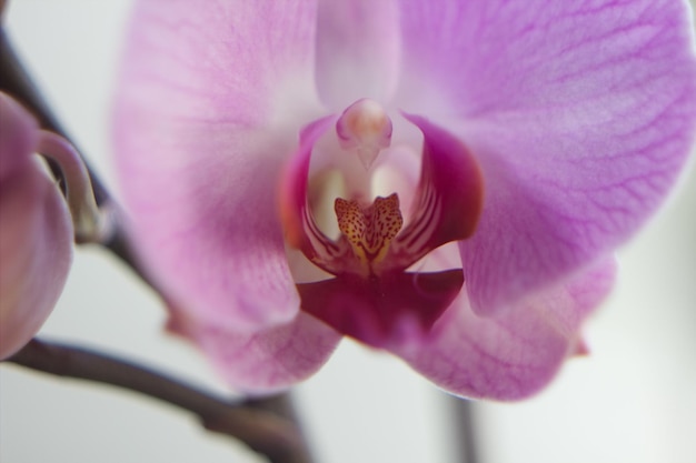 Close-up de uma flor de orquídea rosa