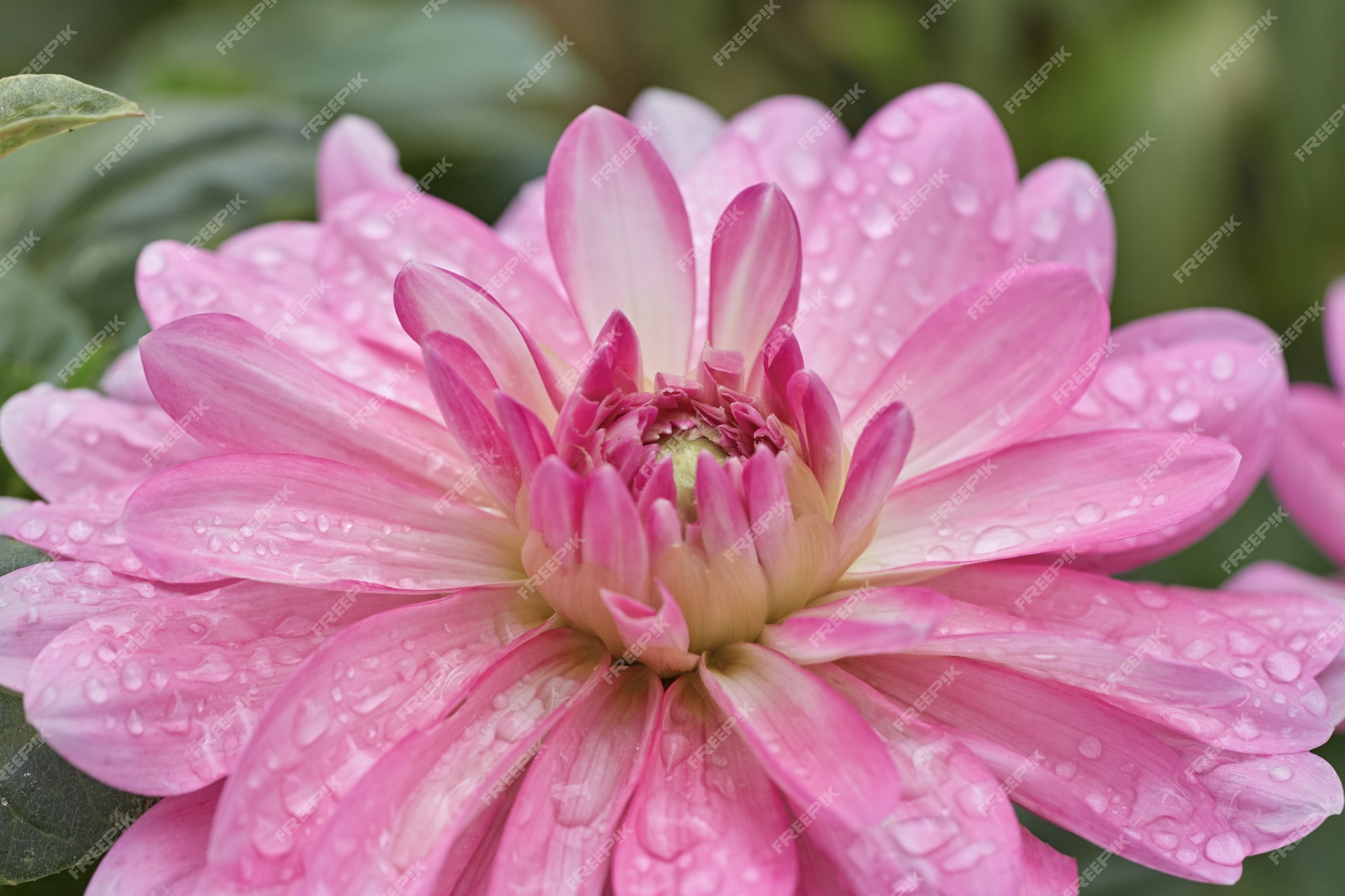 Close-up de uma flor de pétala rosa chamada dalia. | Foto Premium