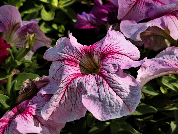 Close-up de uma flor de petúnia com veias magenta profundas