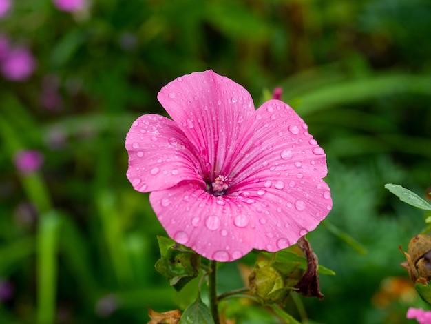 Close up de uma flor de petúnia rosa desabrochando coberta de gotas após a chuva