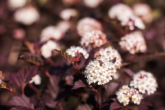 Close-up de uma flor de primavera pastel desabrochando no jardim. Ramo de floração macro da árvore Physocarpus opulifolius