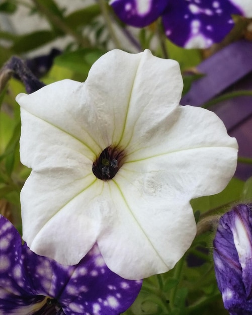 Foto close-up de uma flor de rosa branca