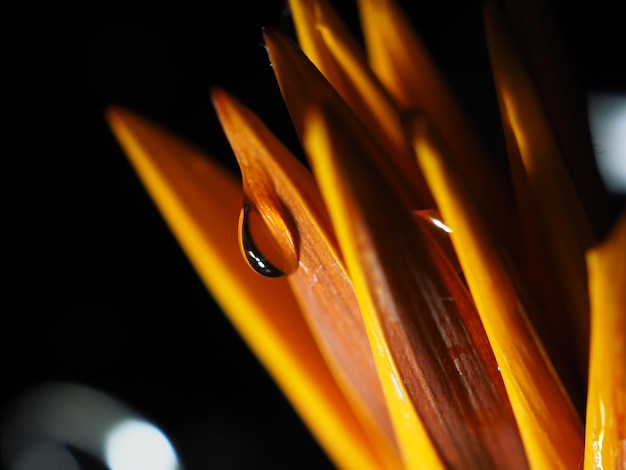 Foto close-up de uma flor de rosa laranja