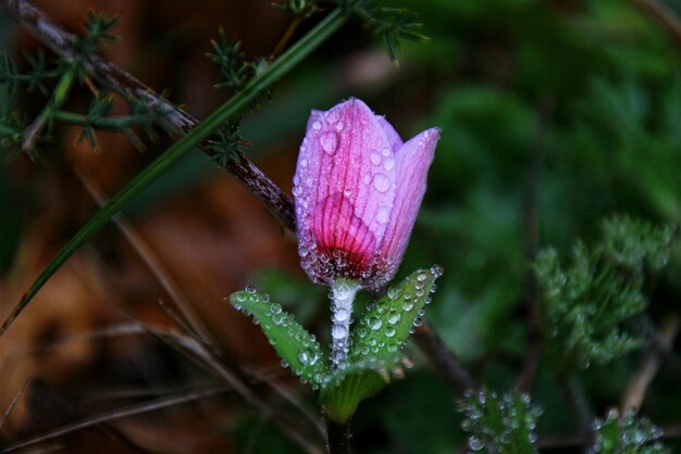 Close-up de uma flor de rosa molhada