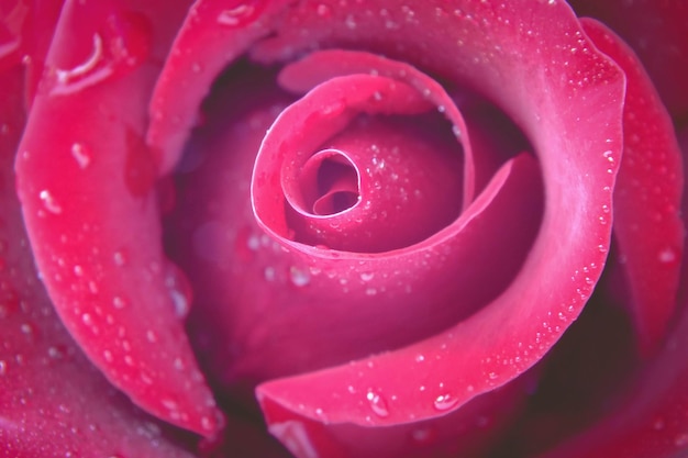 Foto close-up de uma flor de rosa molhada