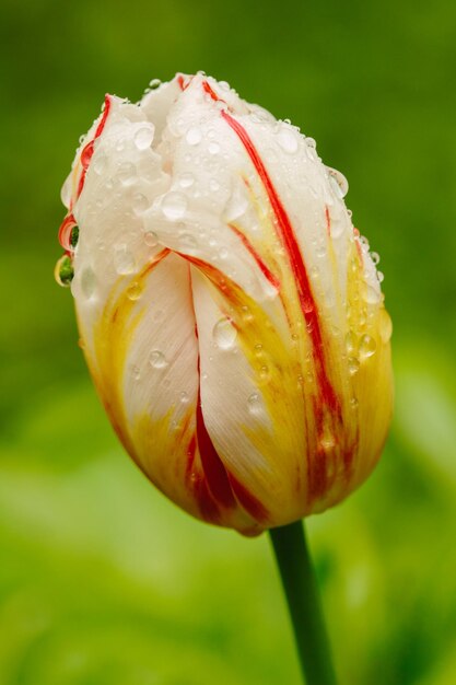 Foto close-up de uma flor de rosa molhada