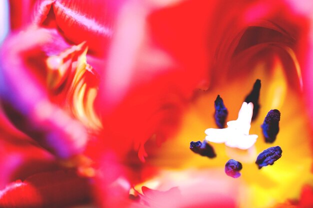 Foto close-up de uma flor de rosa rosa