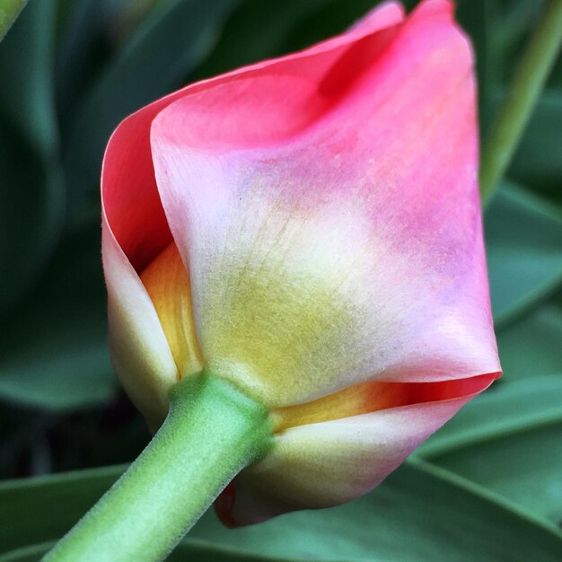 Foto close-up de uma flor de rosa rosa