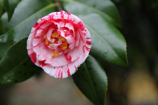 Foto close-up de uma flor de rosa rosa