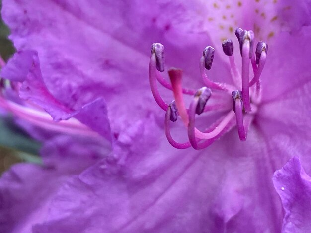 Foto close-up de uma flor de rosa rosa